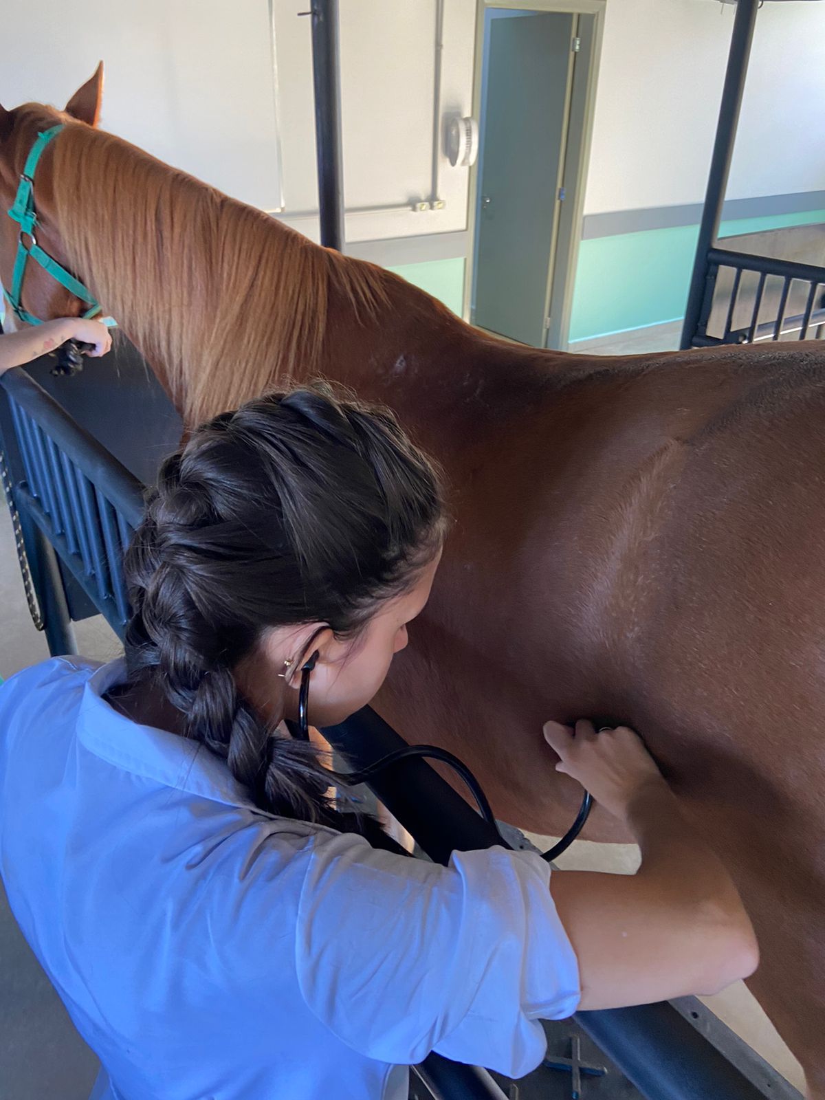 Medicina Veterinária da Atitus está entre as 21 melhores privadas do Brasil
