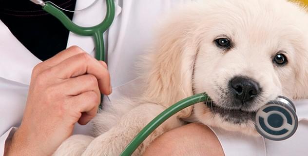 Por onde começar a construir a carreira na Medicina Veterinária?