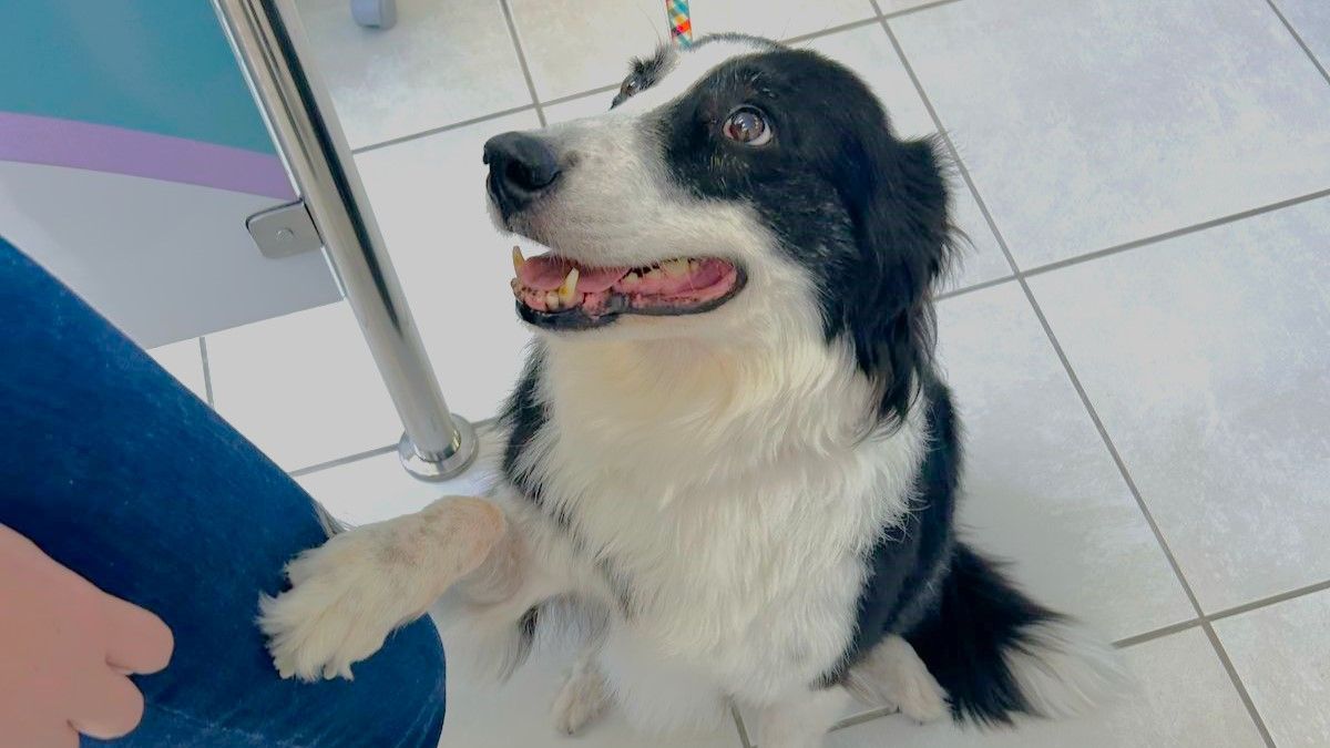Pesquisa avalia como cães podem reduzir ansiedade infantil em consultórios odontológicos