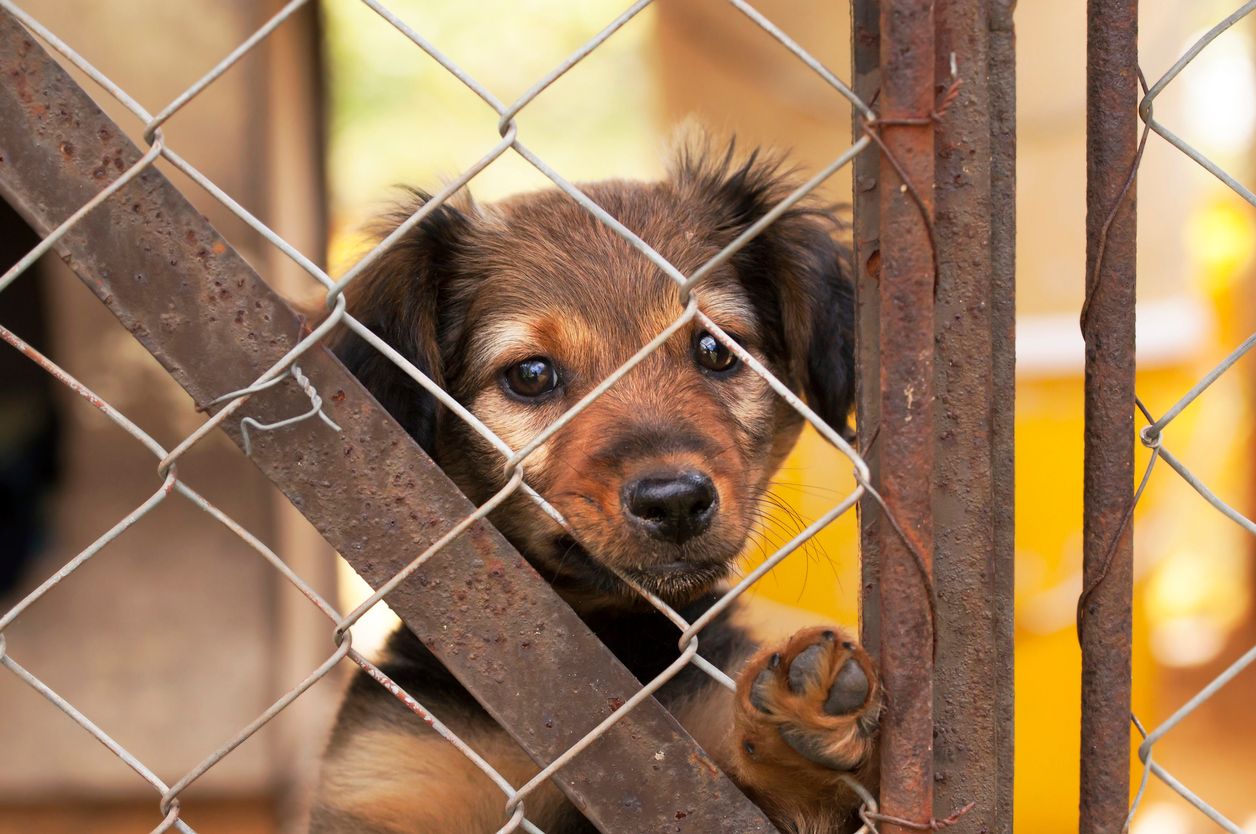 Ciência que transforma: pesquisa capacita profissionais sobre Transtorno de Acumulação de Animais