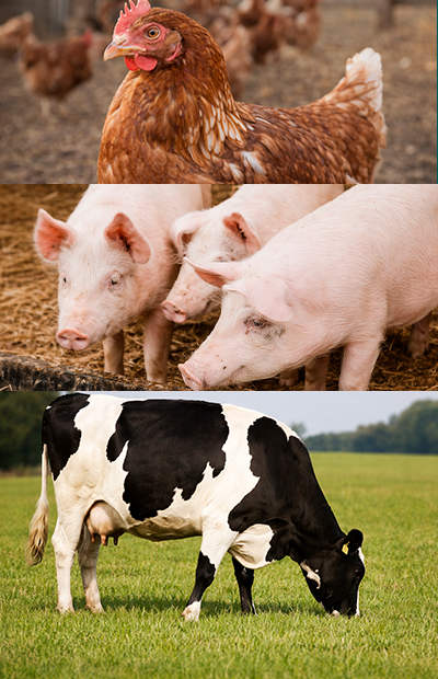 Proteína Animal